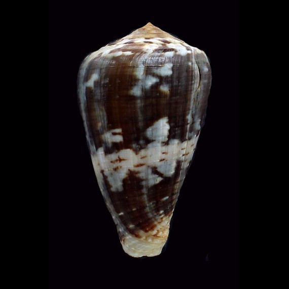 ermineus 70,0mm