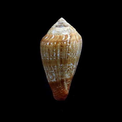 aemulus 50,0mm