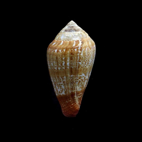 aemulus 50,0mm