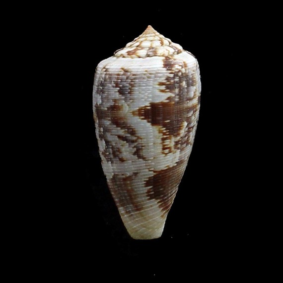 anemone 47,3mm