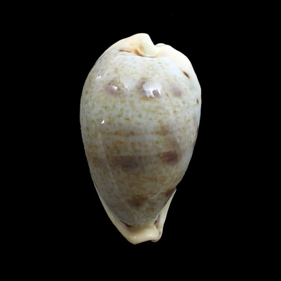 hungerfordi 42,0mm