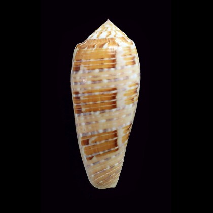 dusaveli 77,0mm