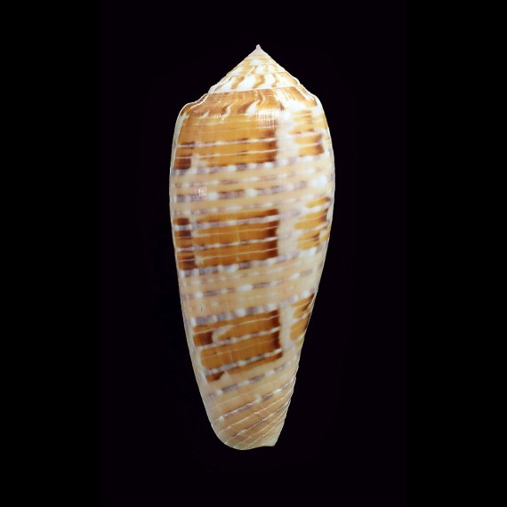 dusaveli 77,0mm