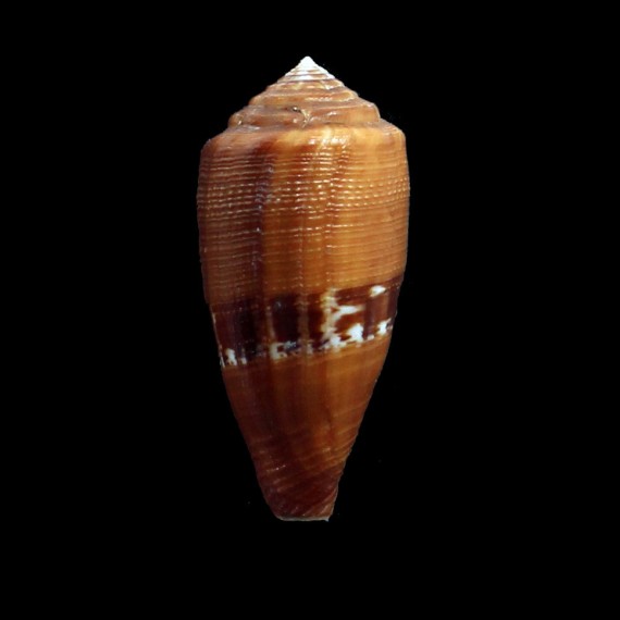 coccineus 54,5mm BIG