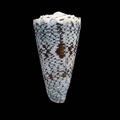 fuscatus 46,0mm