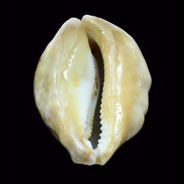 tigris 90,0mm NC