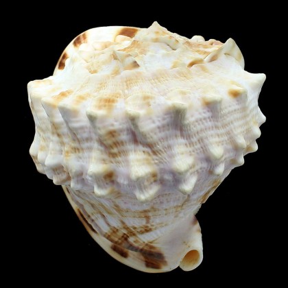 cornuta 101,4mm