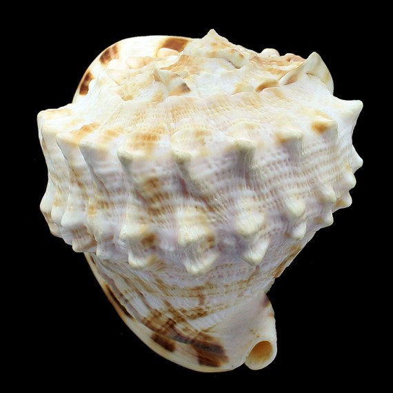 cornuta 101,4mm