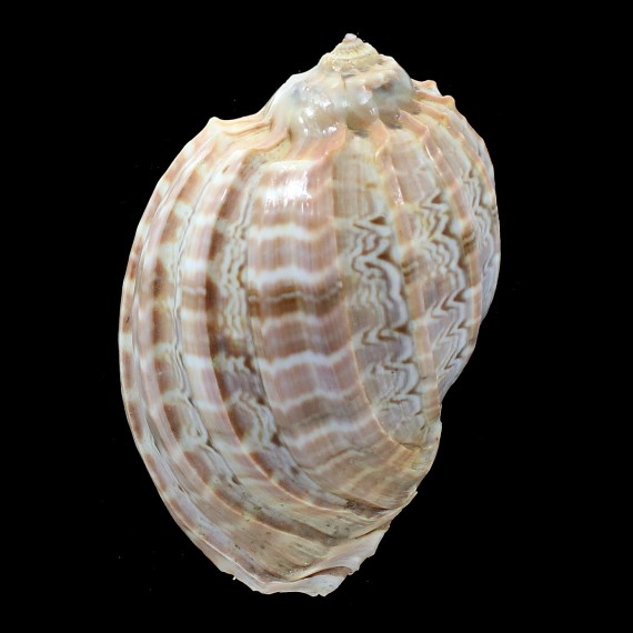 harpa major 105,3mm TAIWAN