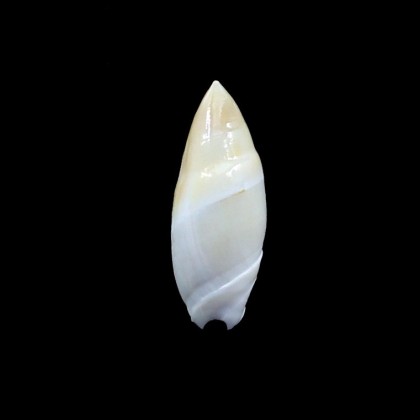 montrouzieri 34,5mm