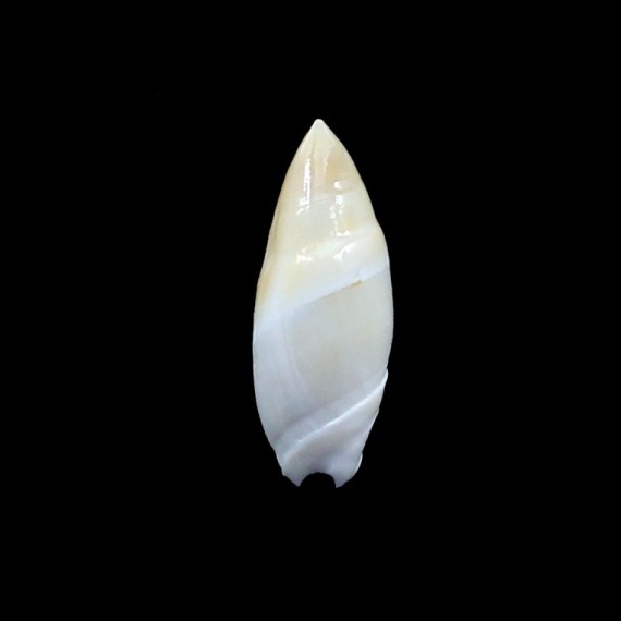 montrouzieri 34,5mm