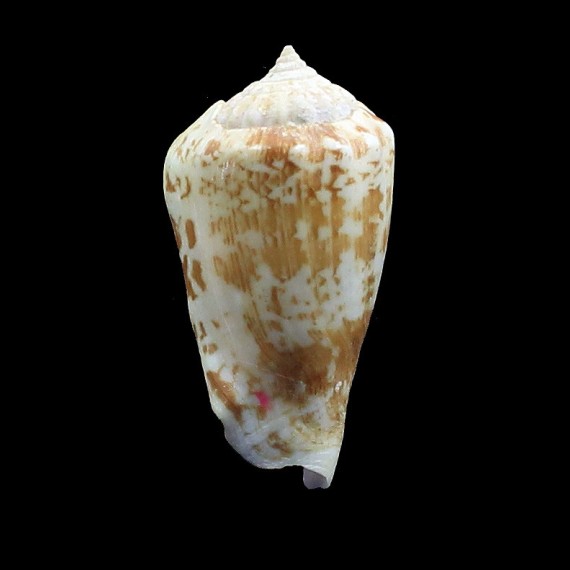 coniformis 40,0mm