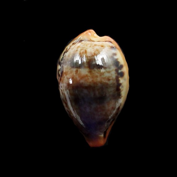 hungerfordi 35,3mm