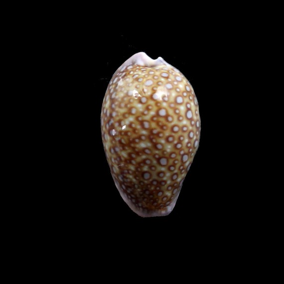 albuginosa 24,8mm