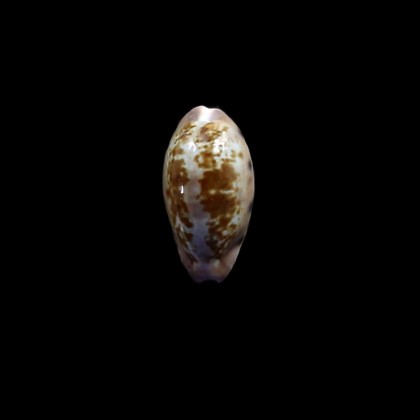 picta 24,4mm
