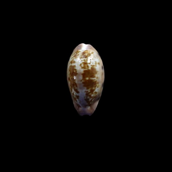 picta 24,4mm