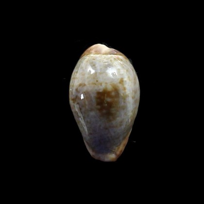 sanguinolenta 27,3mm