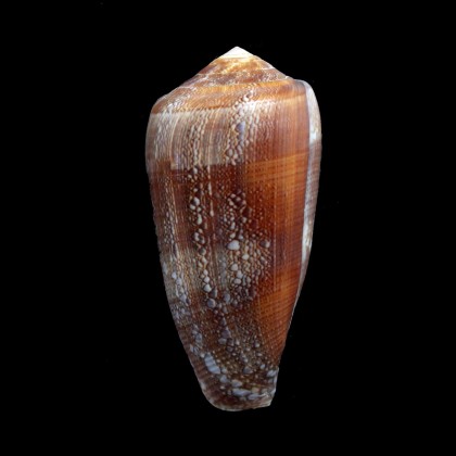 pennaceus elisae 54,7mm