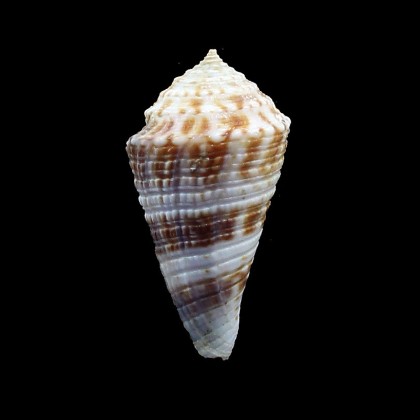 eucoronatus 39,1mm