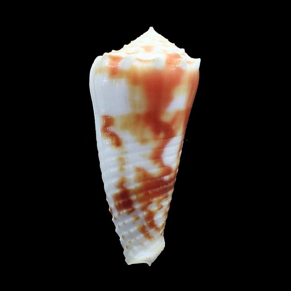 moluccensis merleti 46,7mm