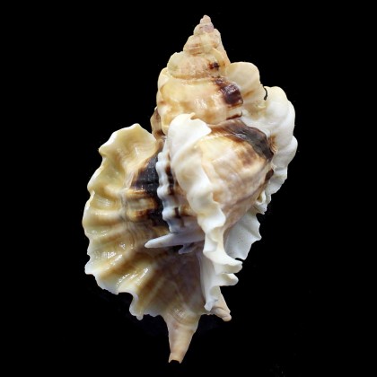burnetti coreanica 92,2mm