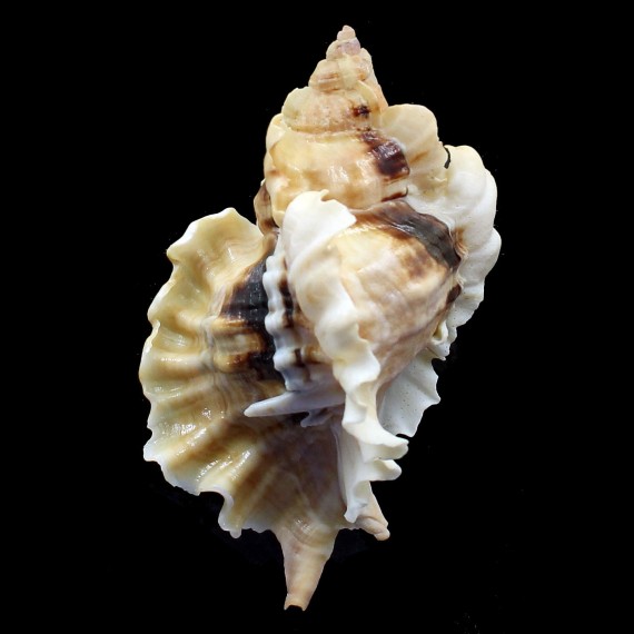 burnetti coreanica 92,2mm