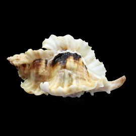 burnetti coreanica 92,2mm