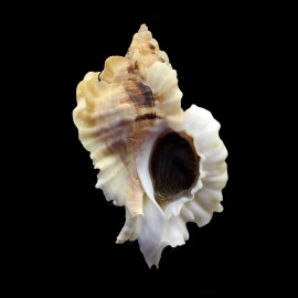 burnetti coreanica 92,2mm