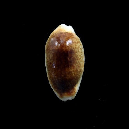 errones 33,8mm NR
