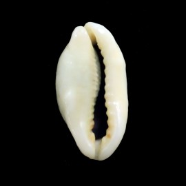 errones 33,8mm NR