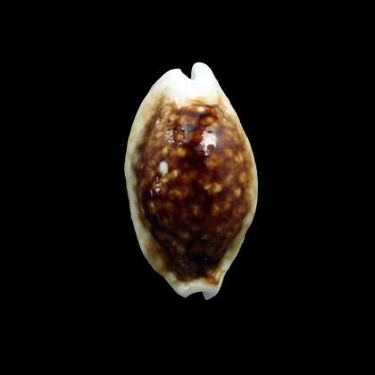 cribraria 26,4mm NR