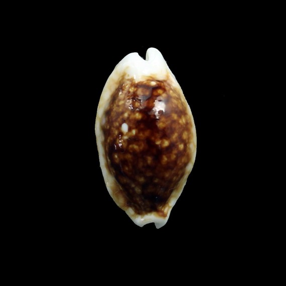 cribraria 26,4mm NR