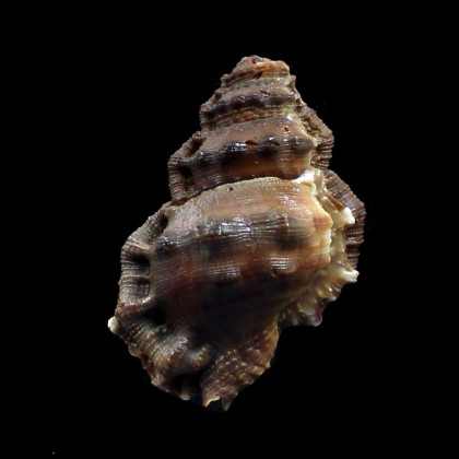 corrugata 50,8mm