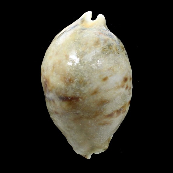 tigris 112,4mm ROSTRATE