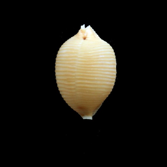 childreni 23,9mm