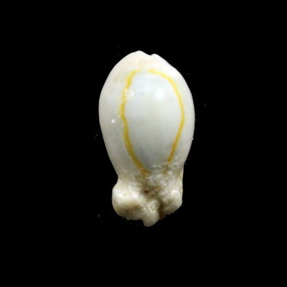 annulus "bunny" 22,8mm