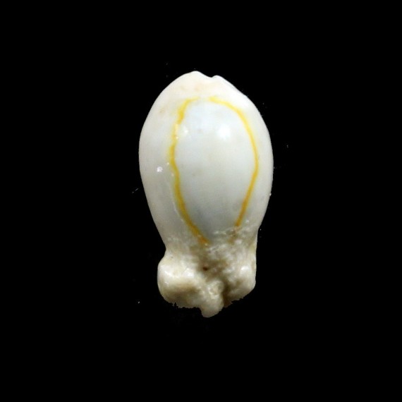 annulus "bunny" 22,8mm