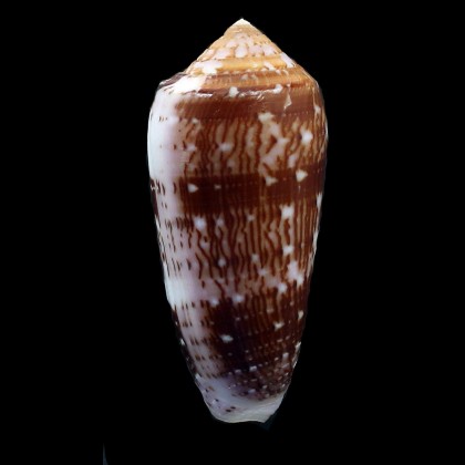 floccatus 70,8mm BIG