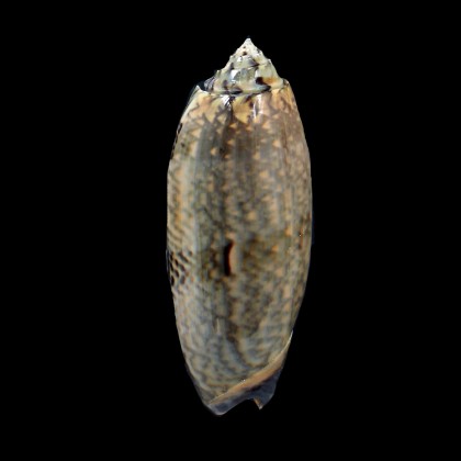 tremulina 88,0mm