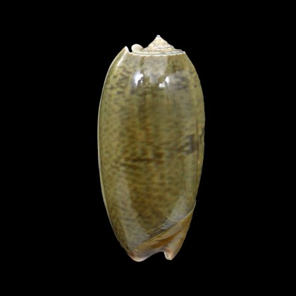 vidua albofasciata 57mm