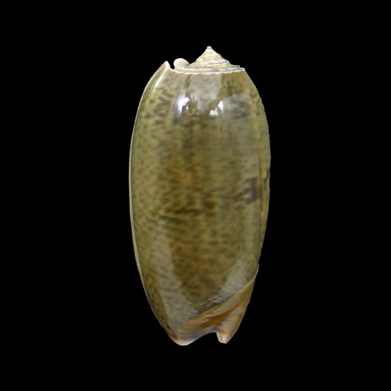vidua albofasciata 57mm