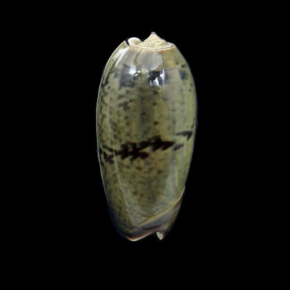 vidua albofasciata 53,0mm