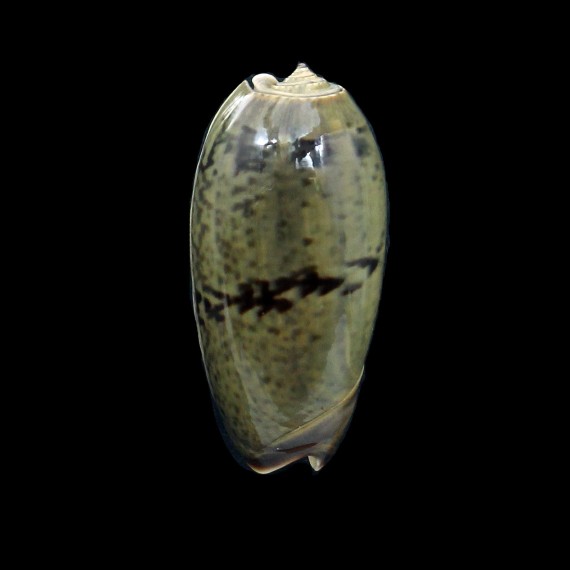 vidua albofasciata 53,0mm