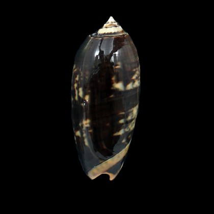 miniacea johnsoni 77,0mm