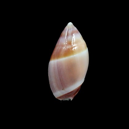decipiens 26,5mm