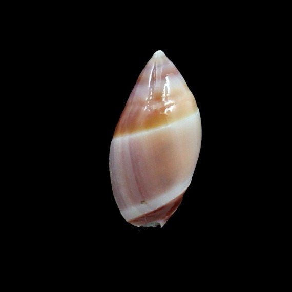 decipiens 26,5mm