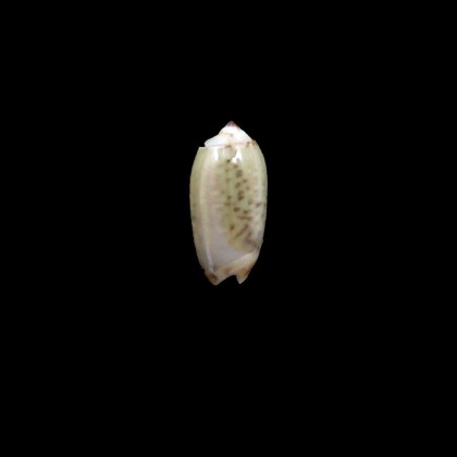xenos 17,0mm