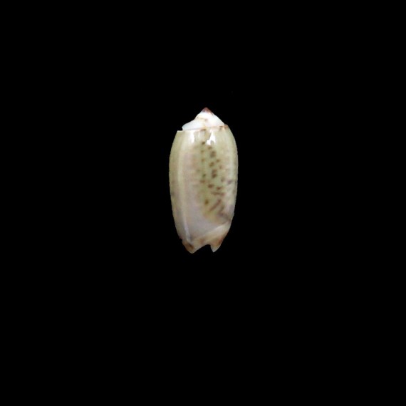 xenos 17,0mm