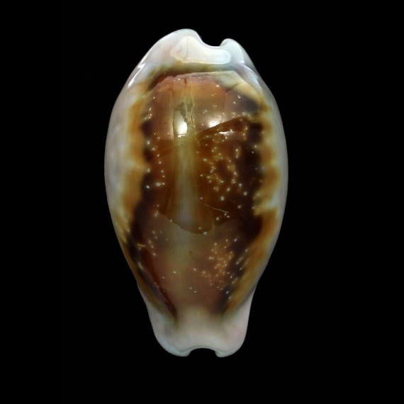 spadicea 37,1mm DWARF
