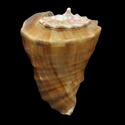 triangularis 77,0mm